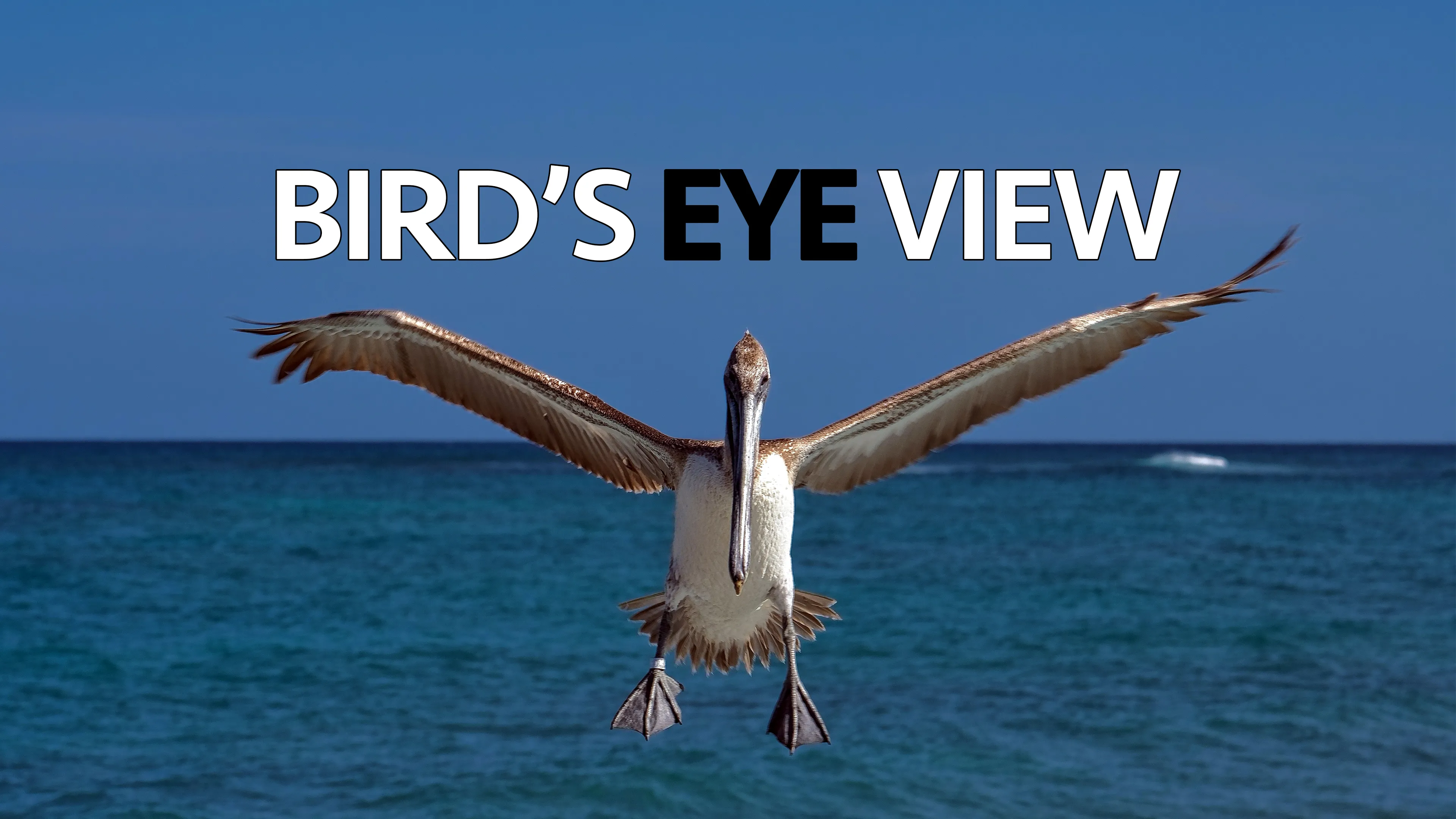 Bird's Eye View poster